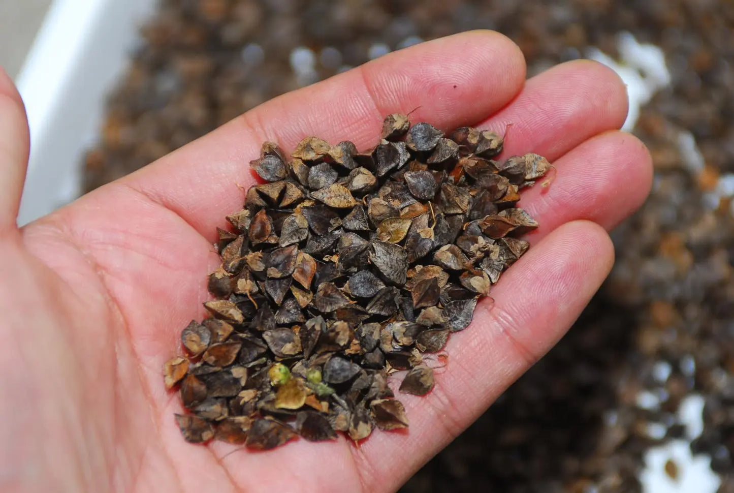 Japanese Roasted Buckwheat Tea Sobacha – Caffeine-Free, 150g Chasandai